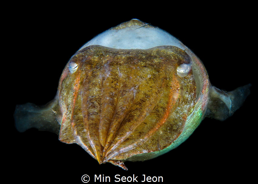 Cuttlefish by Min Seok Jeon 