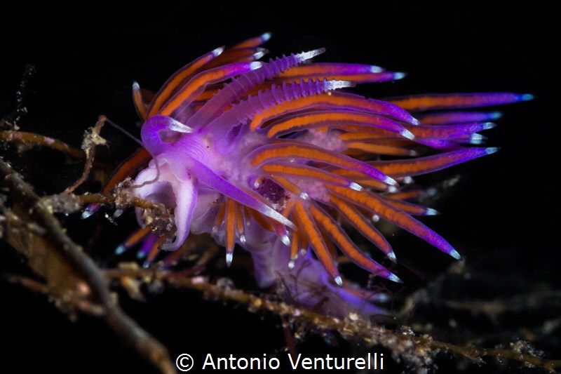 Pink Flabellina nudibranch_July 2023
(Canon100,1/200,f20... by Antonio Venturelli 