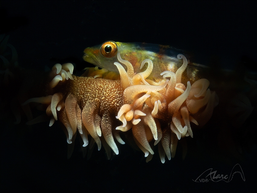 eye by Marc Van Den Broeck 
