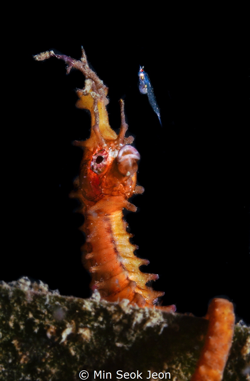seahorse by Min Seok Jeon 