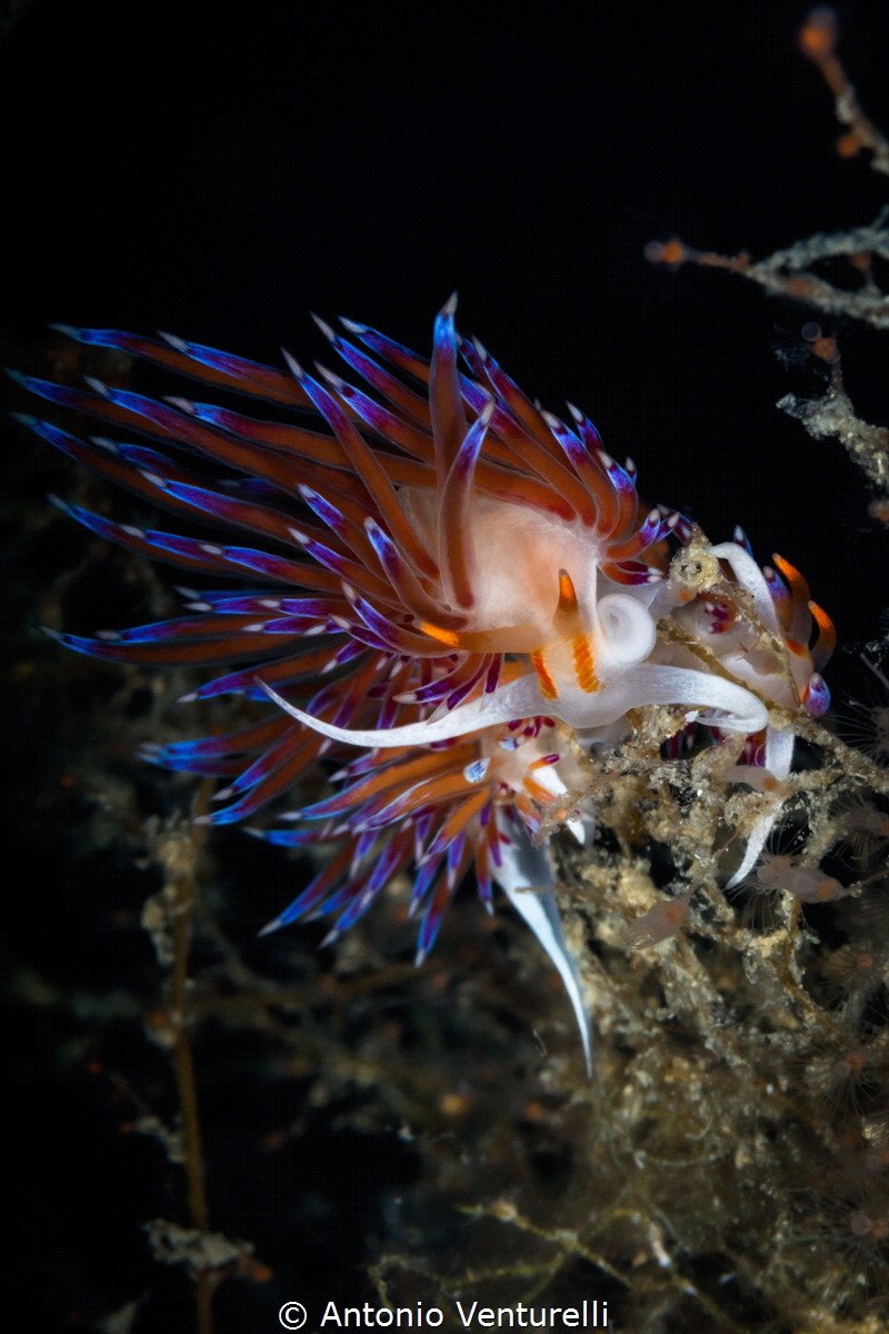 Two Cratena nudibranchs dancing in the current."La Formic... by Antonio Venturelli 