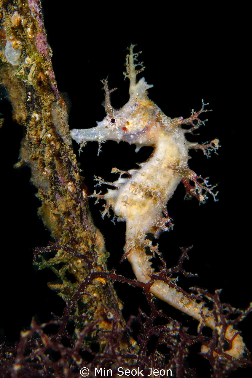 Seahorse by Min Seok Jeon 