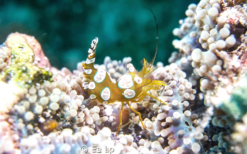 Thor amboinensis (Squat shrimp). (f/9, 1/100, ISO-640, 50... by E&e Lp 