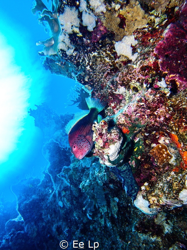Paracirrhites forsteri (blackside hawkfish). (f/8, 1/50, ... by E&e Lp 