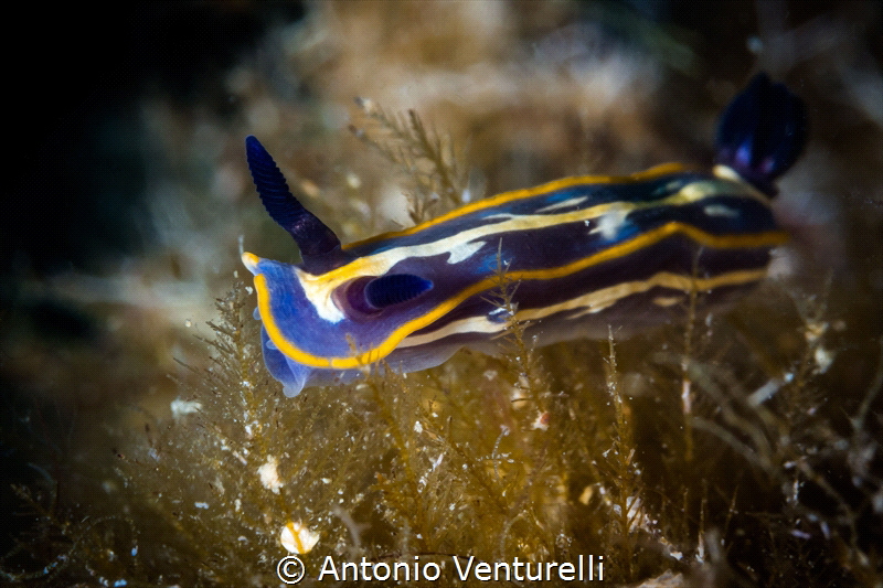 Felimare tricolor_June 2023
(Canon100,1/200,f14,iso200) by Antonio Venturelli 