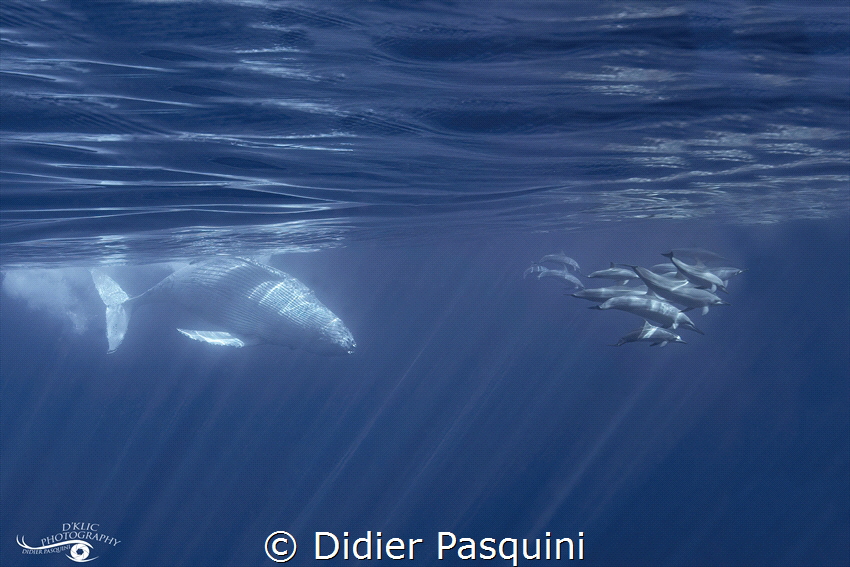 Baleine à bosses
MEGAPTERA NOVAEANGLIA 
REUNION 2023 by Didier Pasquini 
