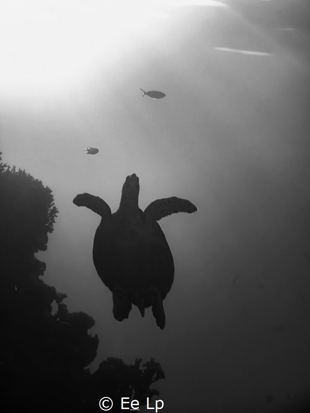 Eretmochelys imbricata (hawksbill seaturtle). (f/8, 1/160... by E&e Lp 