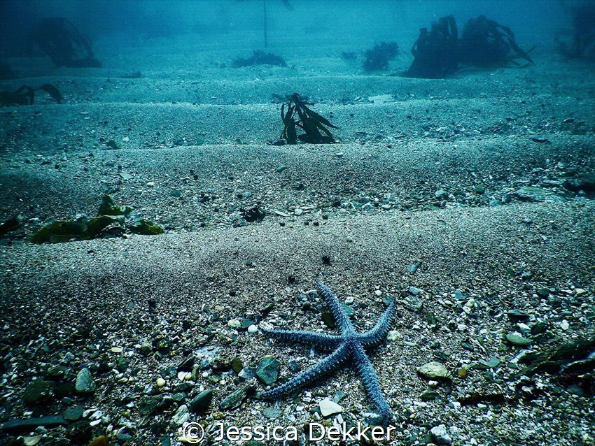 Spiny starfish in the shallows at Falmouth. by Jessica Dekker 