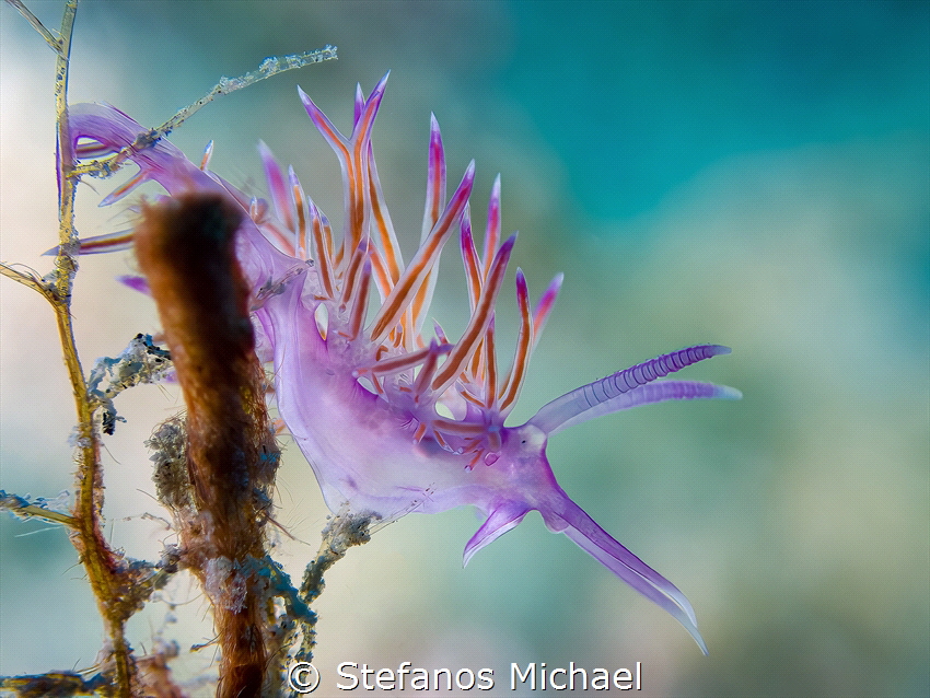 Aeolid Nudibranch - Flabellina affinis by Stefanos Michael 