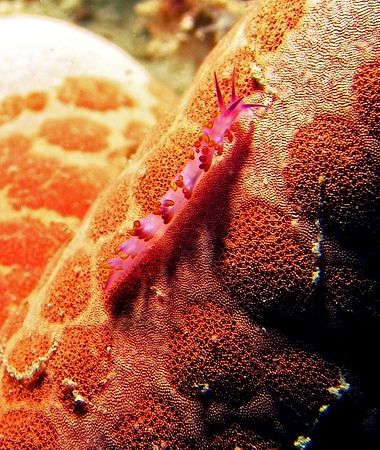 tiny little nudi is wandering around a seastar, found aro... by Mona Dienhart 