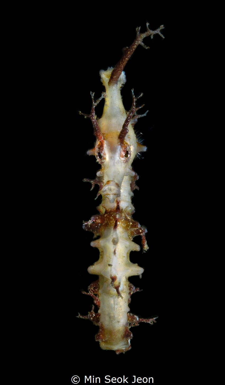 Seahorse by Min Seok Jeon 