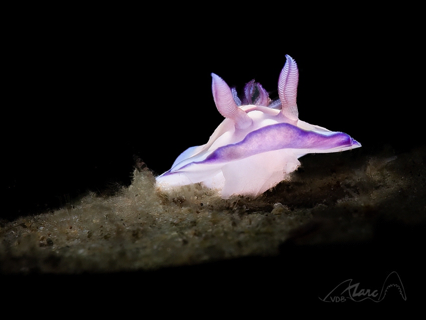 purple light by Marc Van Den Broeck 