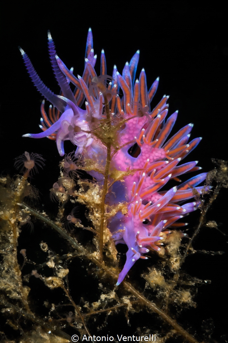 Beautiful Flabellina affinis photographed at "La Montagna... by Antonio Venturelli 
