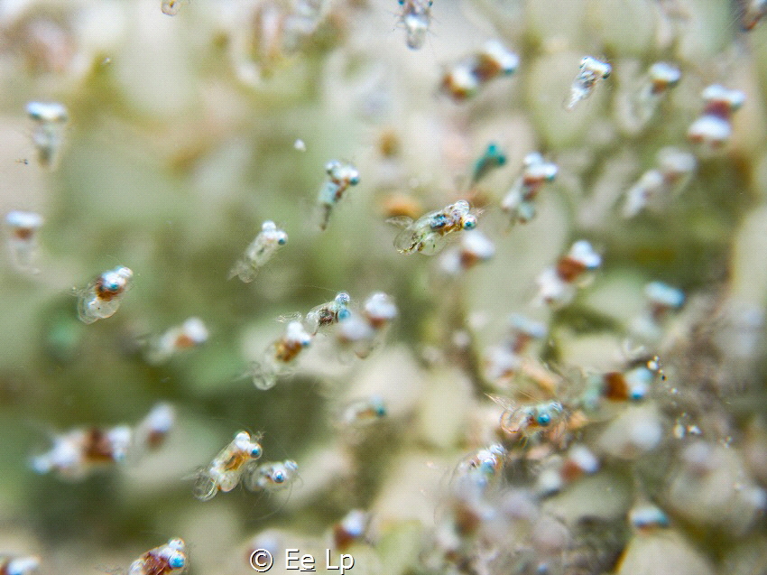 Idiomysis sp. (opossum shrimp). (f/8, 1/80, ISO-200, 38mm... by E&e Lp 