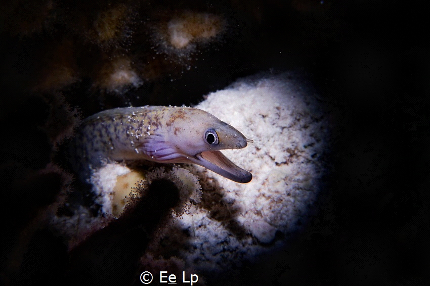 Gymnothorax monochrous (drab moray) (f/13, 1/15, ISO-100,... by E&e Lp 