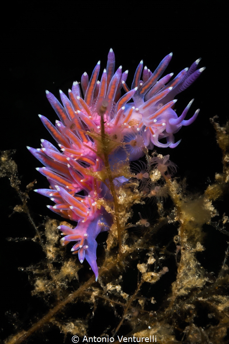 Photographing from below can be difficult, but it pays of... by Antonio Venturelli 