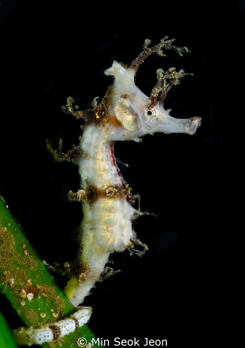 Seahorse by Min Seok Jeon 