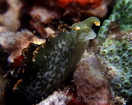 The Smiling Slug - This little guy wouldn't stop smiling ... by Alex Tattersall 
