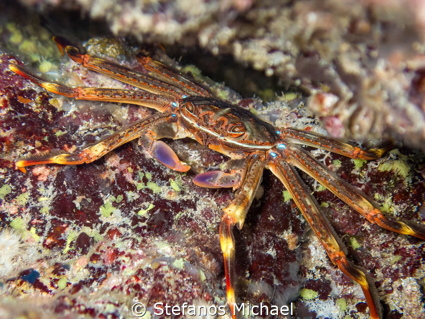 Nimble Spray/Urchin Crab - Percnon gibbesi by Stefanos Michael 