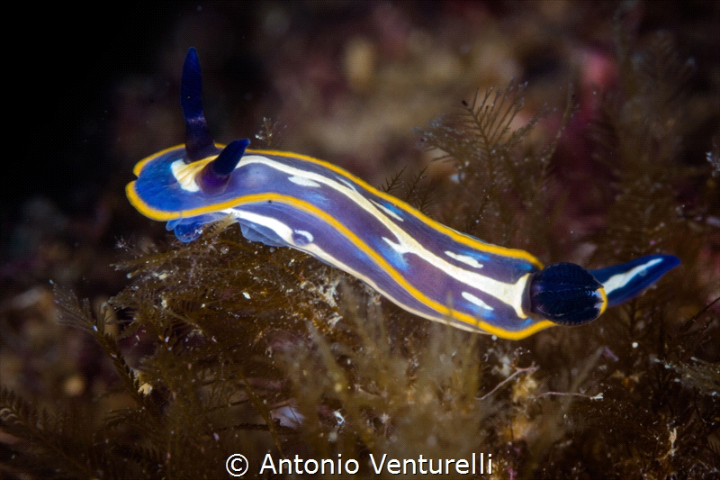 Felimare tricolor of Mediterranean Sea_June 2023
(Canon1... by Antonio Venturelli 