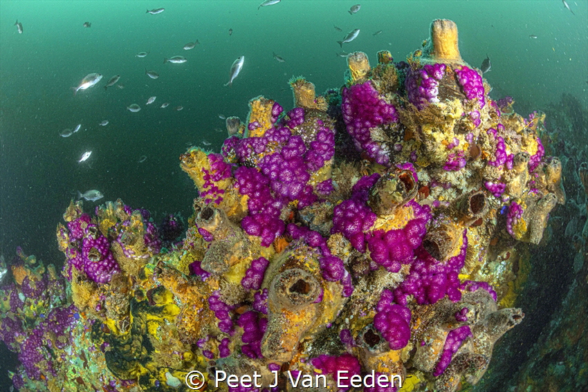 The Color Purple by Peet J Van Eeden 