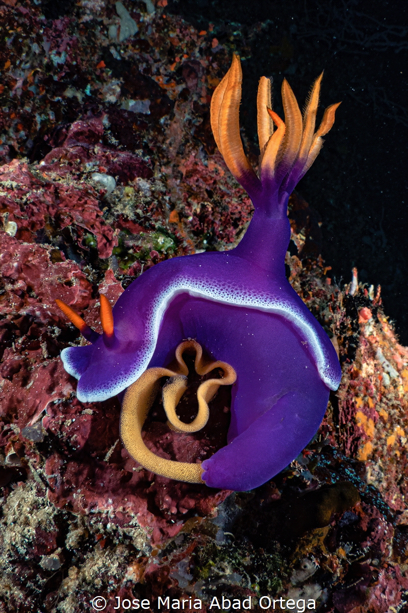 Hypselodoris apolegma laying the eggs





 by Jose Maria Abad Ortega 