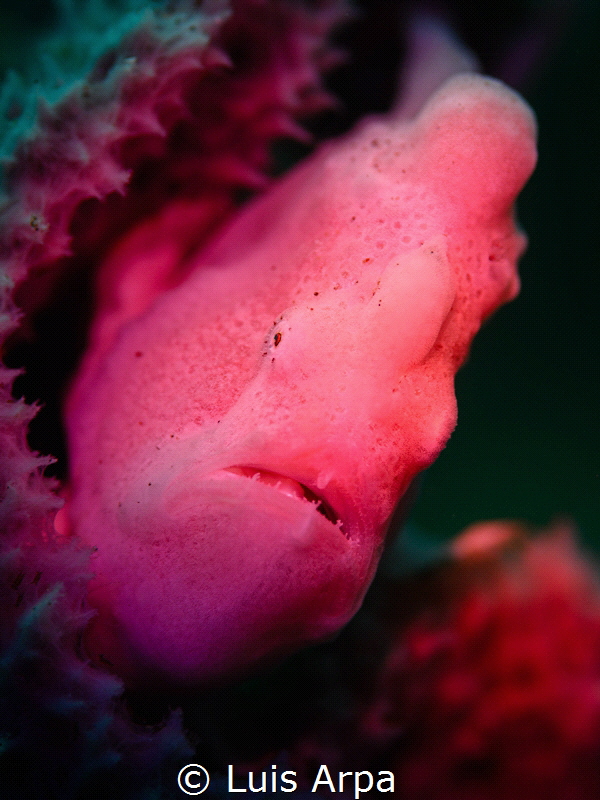 Barbie frogfish by Luis Arpa 