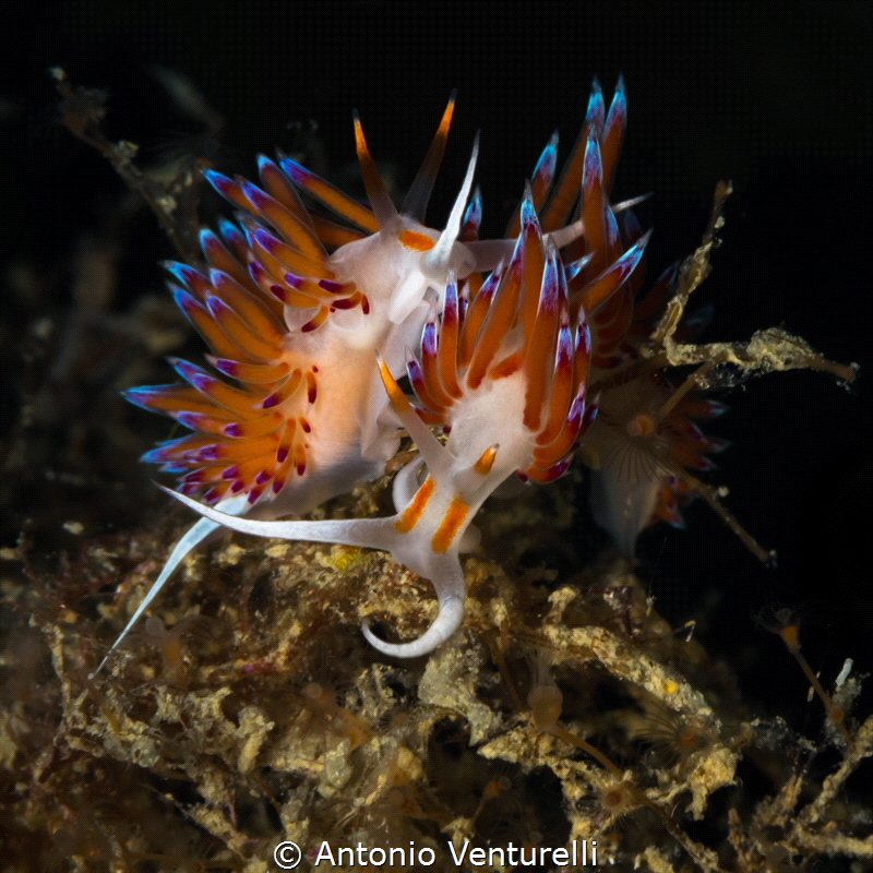 Lately I've enjoyed finding two or more Cratenas close to... by Antonio Venturelli 