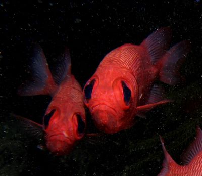 Soldierfish taken at Bida Nok, Phi Phi Island. The first ... by Tobias Reitmayr 