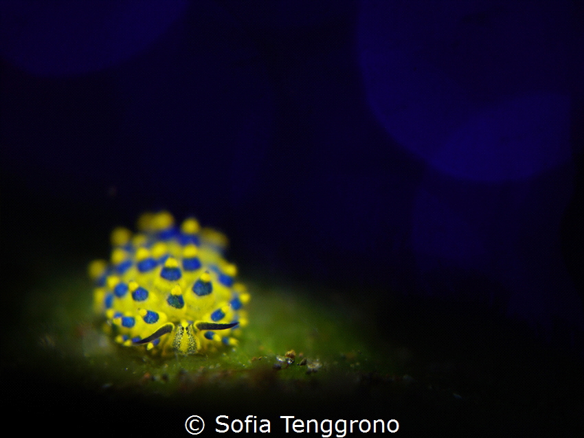 Costasiella sp. by Sofia Tenggrono 
