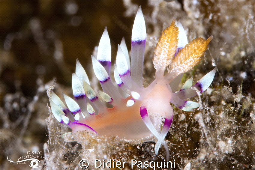 CORYPHELLINA EXOPTATA 
REUNION 2023 by Didier Pasquini 