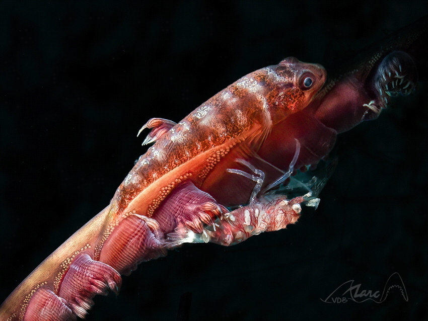 duo by Marc Van Den Broeck 