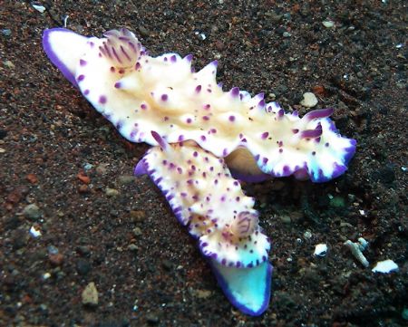 Nudis at Seraya Beach, Bali by Alex Lim 