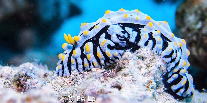Phyllidia varicosa (varicase wart slug). (f/6.3, 1/250, I... by E&e Lp 