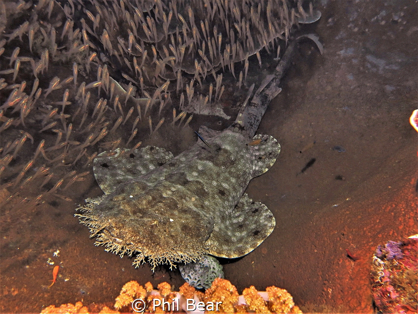 Wobbegong shark in a coral bowl, Raja Ampat by Phil Bear 