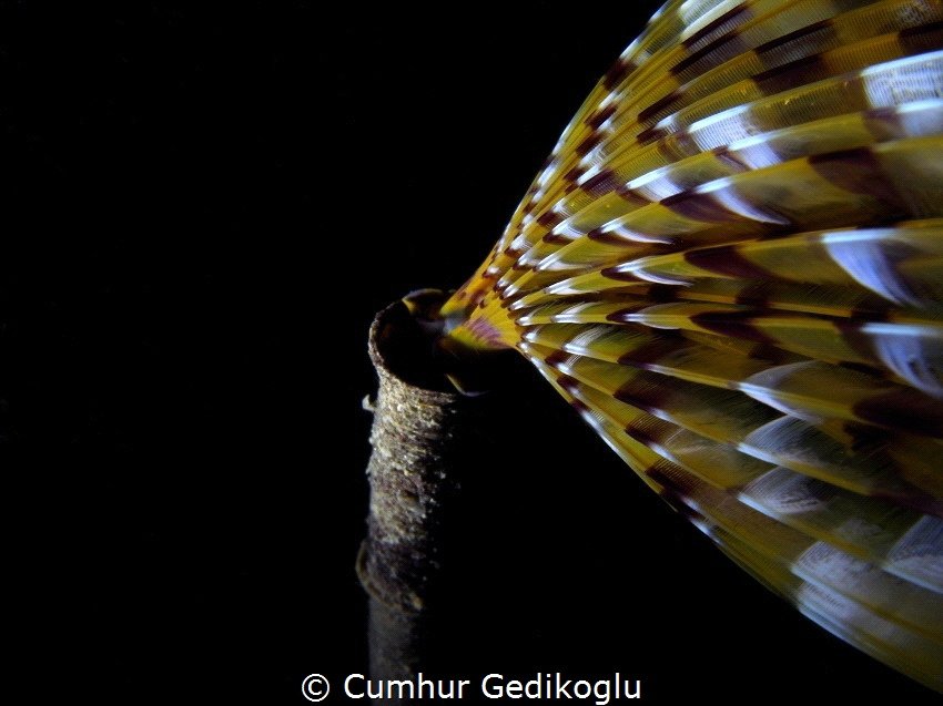 Sabella spallanzanii
Fan worm by Cumhur Gedikoglu 