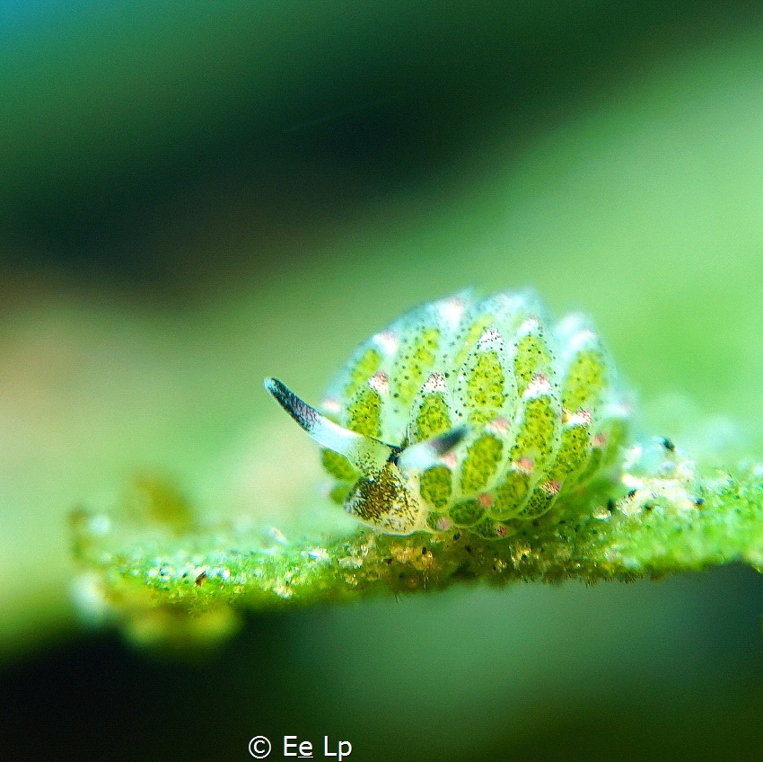 Costasiella kuroshimae (f/6.3, 1/80, ISO-100, 50mm, UCL-6... by E&e Lp 