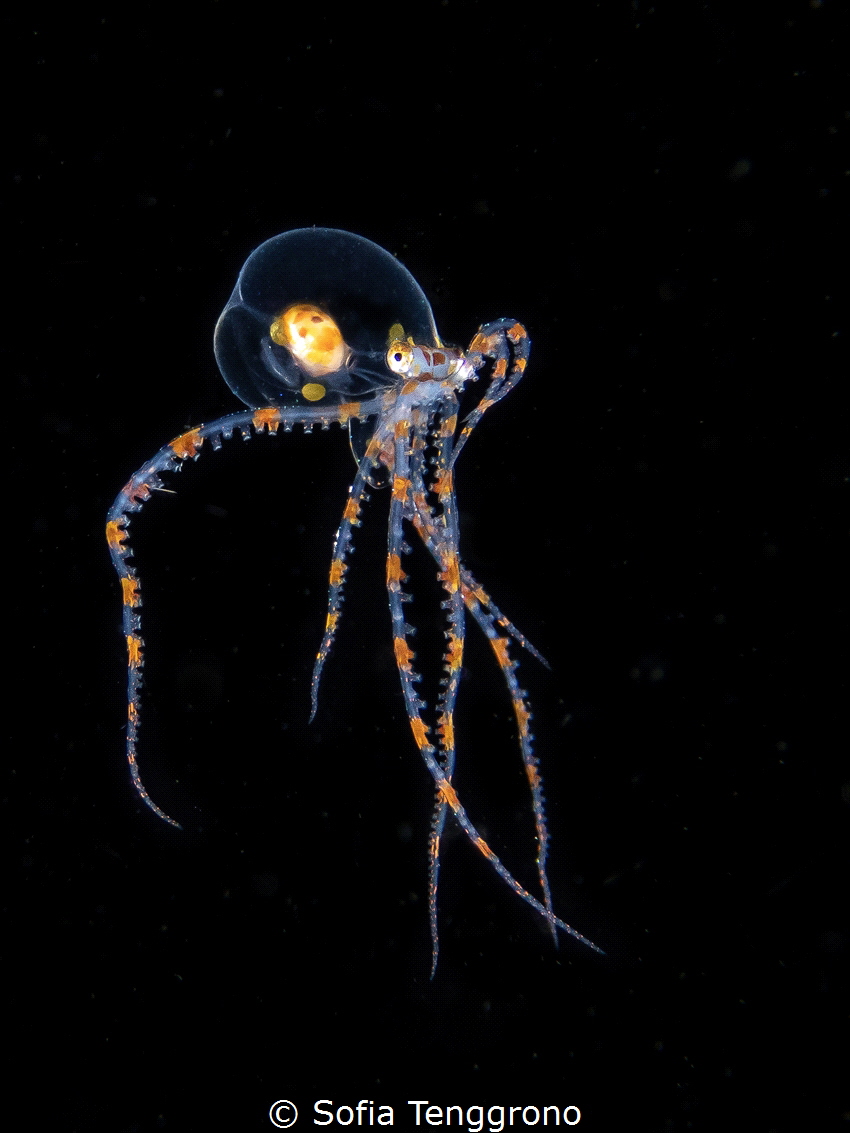 Wunderpus photogenicus larvae by Sofia Tenggrono 