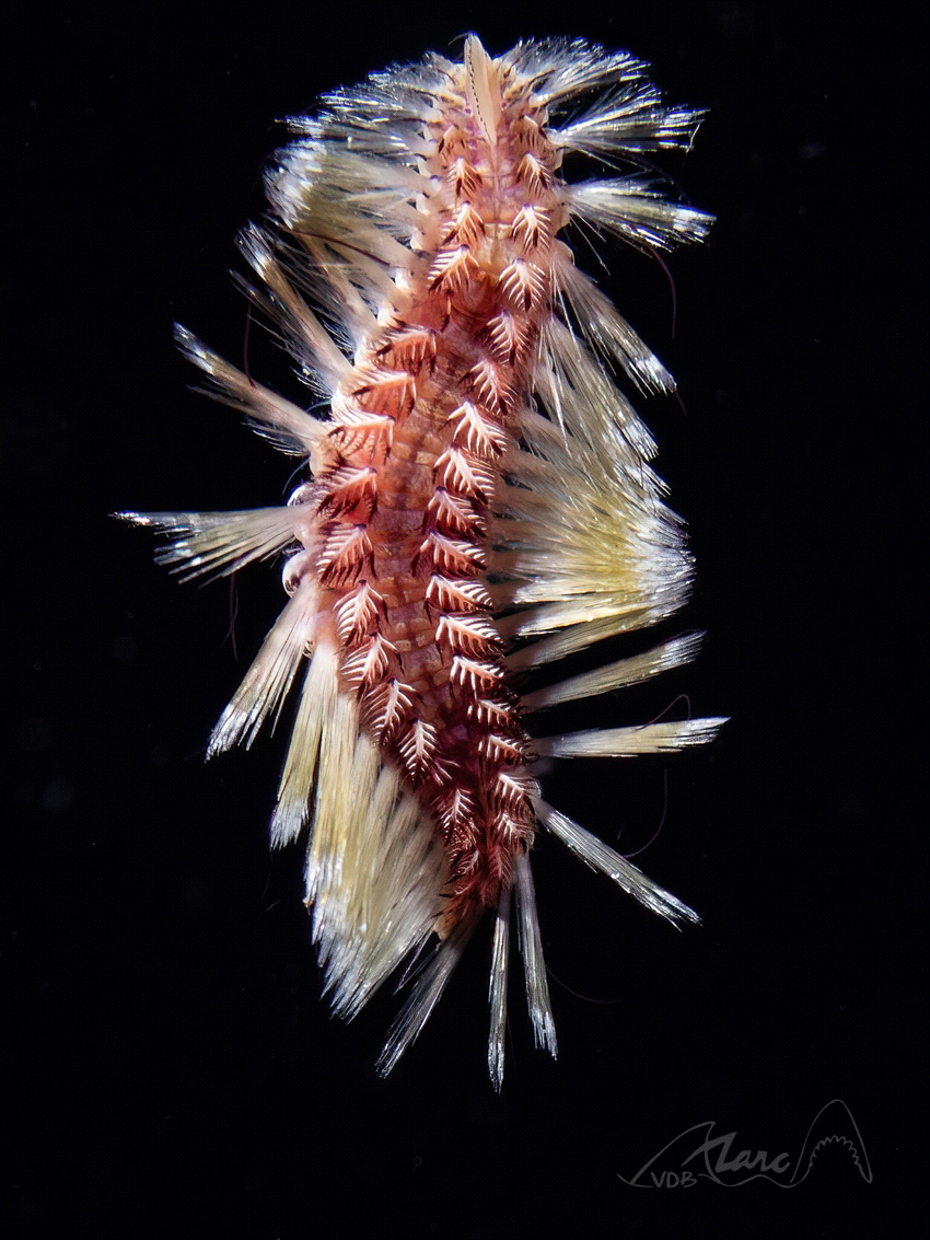 stings by Marc Van Den Broeck 