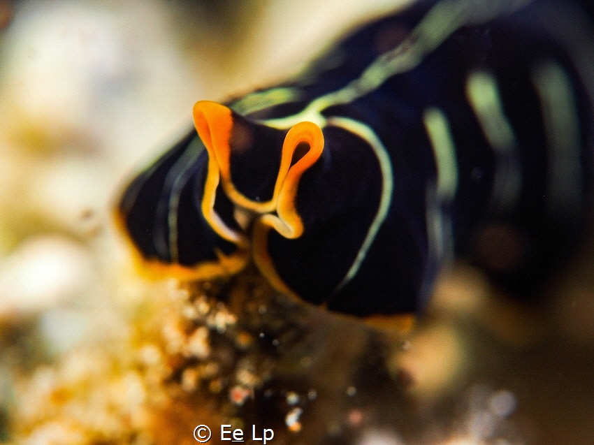 Pseudoceros dimidiatus (tiger flatworm). (f/8, 1/80, ISO-... by E&e Lp 
