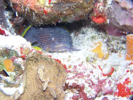 Toad fish in Cozumel using a Kodak DX7590 by Debbie Allen 
