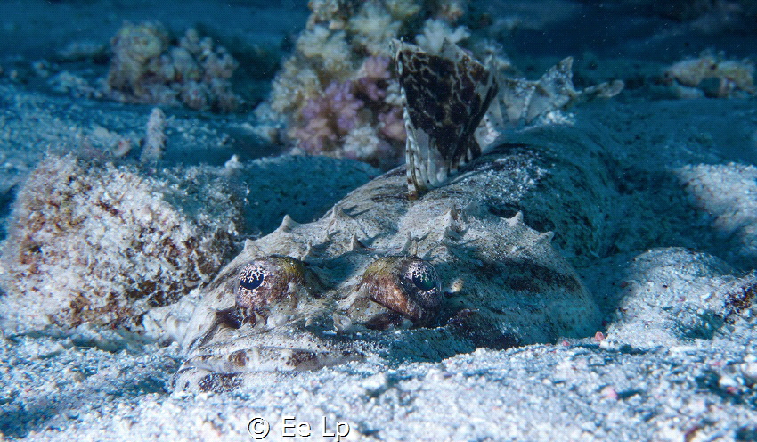 Papilloculiceps longiceps (carpet flathead). (f/22, 1/160... by E&e Lp 