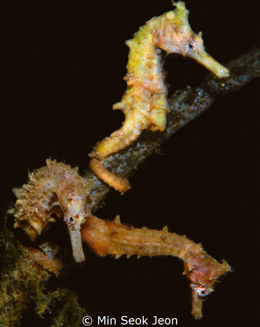 3 seahorses by Min Seok Jeon 