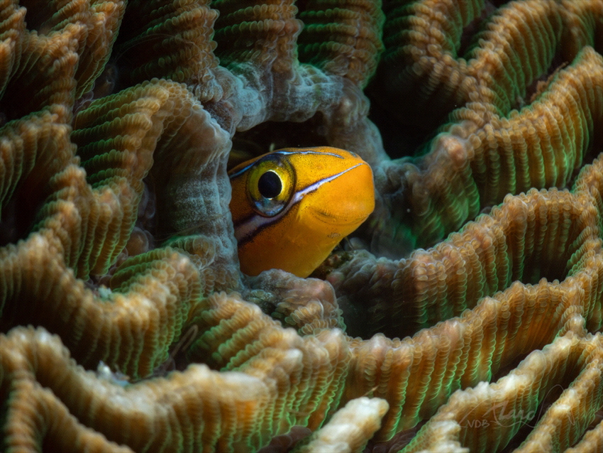 hiding by Marc Van Den Broeck 
