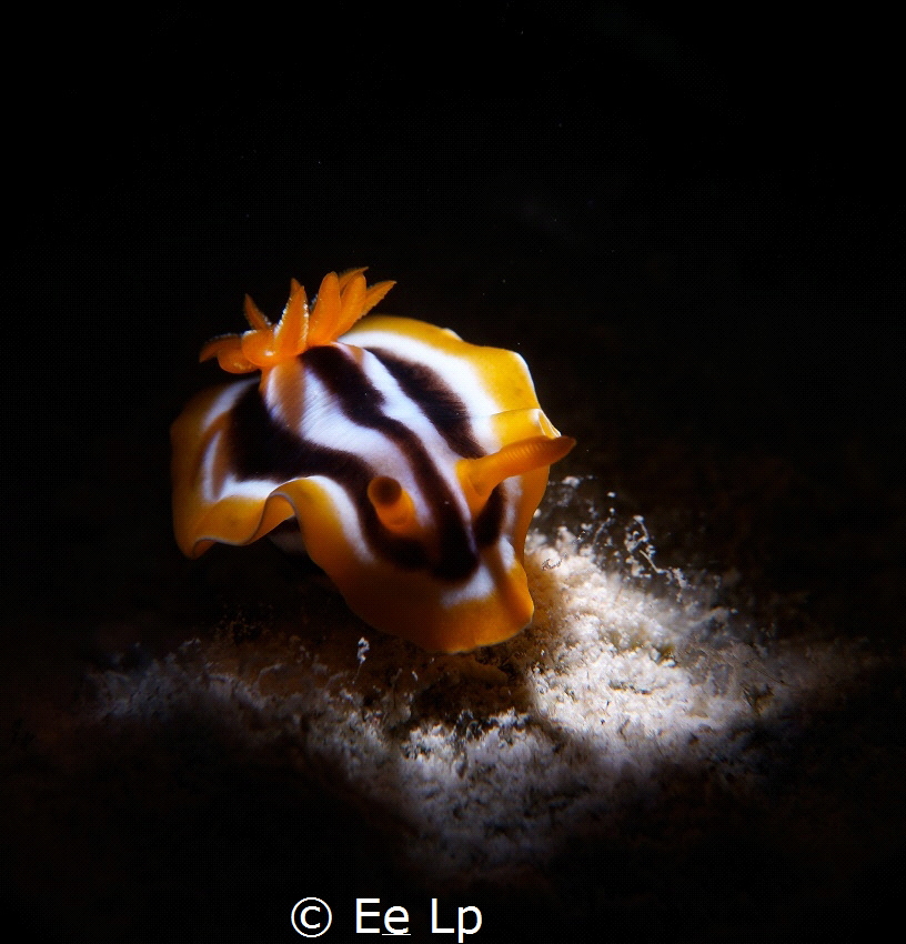 Chromodoris quadricolor (pyjama slug) a bit shy on stage.... by E&e Lp 