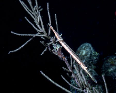 'GOTCHA' Trumpet fish hidin' out in a favourite spot. Nig... by Rick Tegeler 