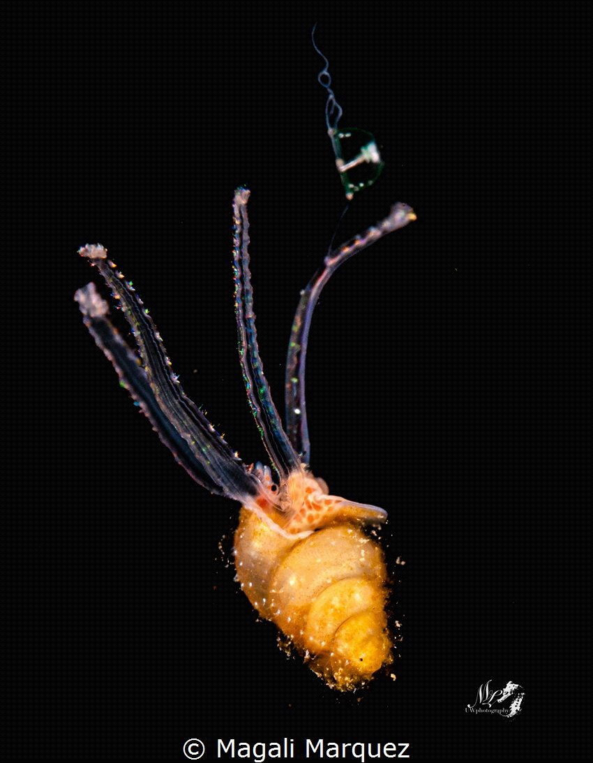 Veliger with jellyfish 
Bonfire diving Puerto Rico by Magali Marquez 