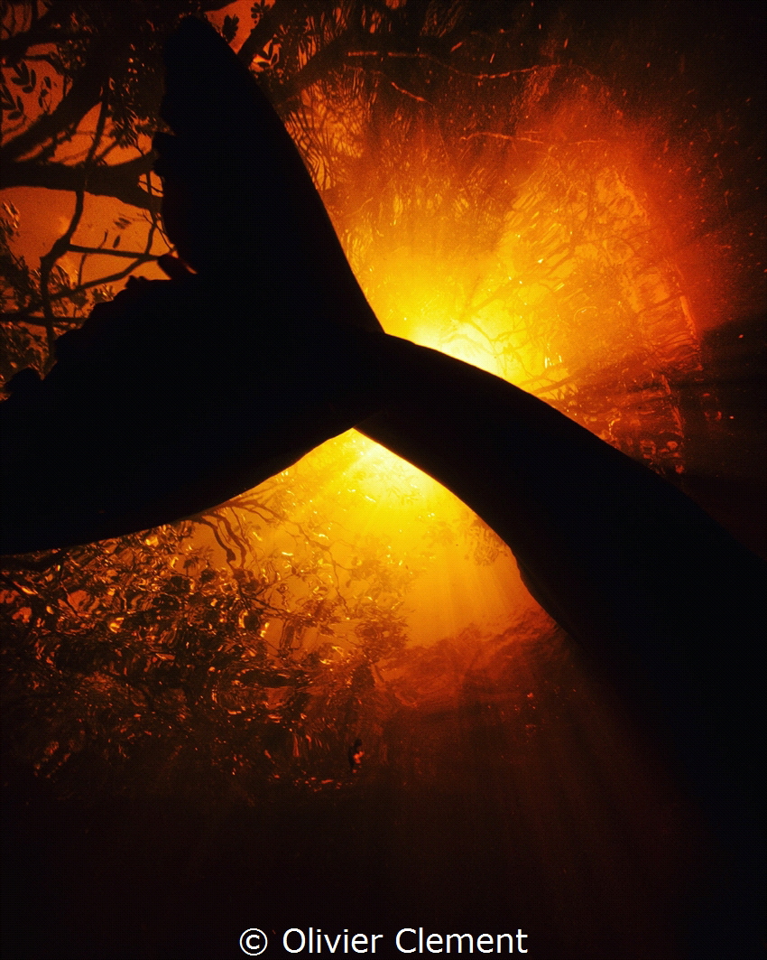 Boto passing through in the dense amazonian vegetation by Olivier Clement 