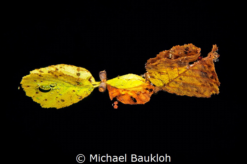 Reflection by Michael Baukloh 
