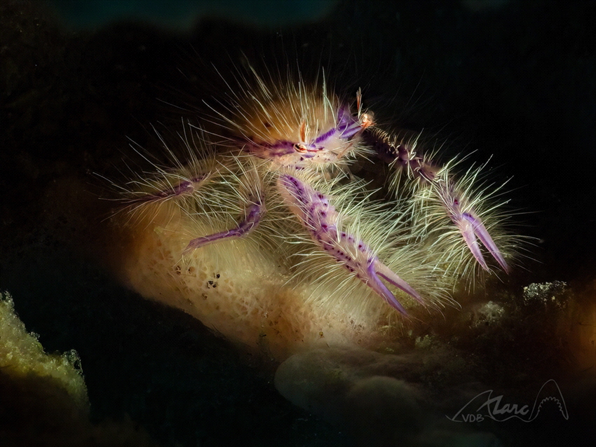 hary by Marc Van Den Broeck 